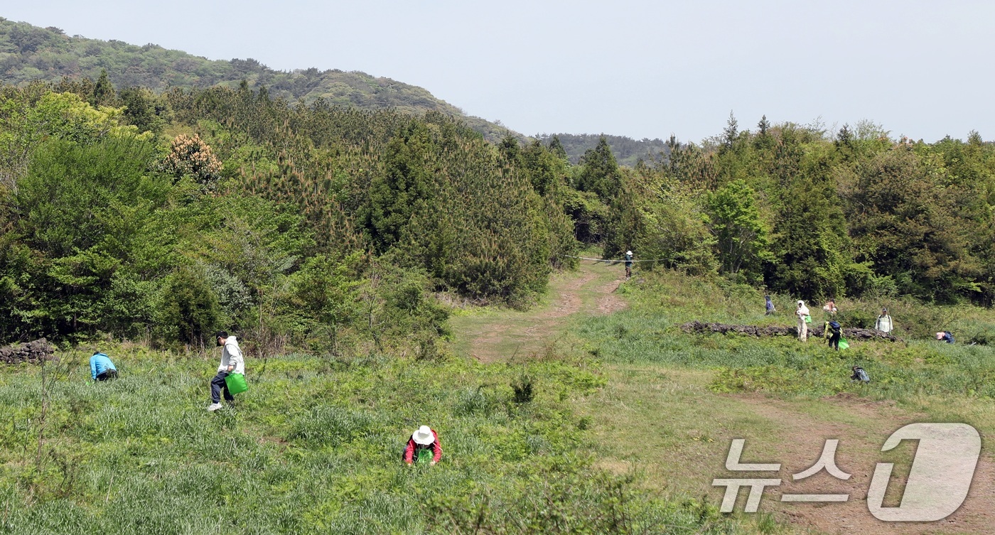 (제주=뉴스1) 고동명 기자 = 27일 오전 제주 서귀포시 남원읍 일원에서 열린 제29회 한라산 청정 고사리 축제장에서 방문객들이 고사리를 꺾으며 즐거운 시간을 보내고 있다.202 …