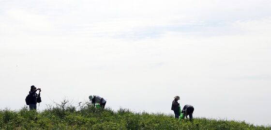 고사리 꺾기 풍경