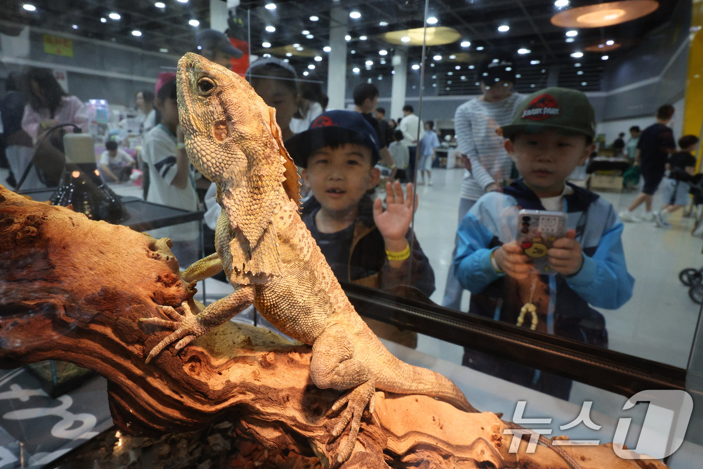 (서울=뉴스1) 신웅수 기자 = 27일 서울 서초구 aT센터에서 열린 파충류 박람회 'K렙타일페어'에서 관람객들이 이색 애완동물을 살펴보고 있다. 2025.4.27/뉴스1