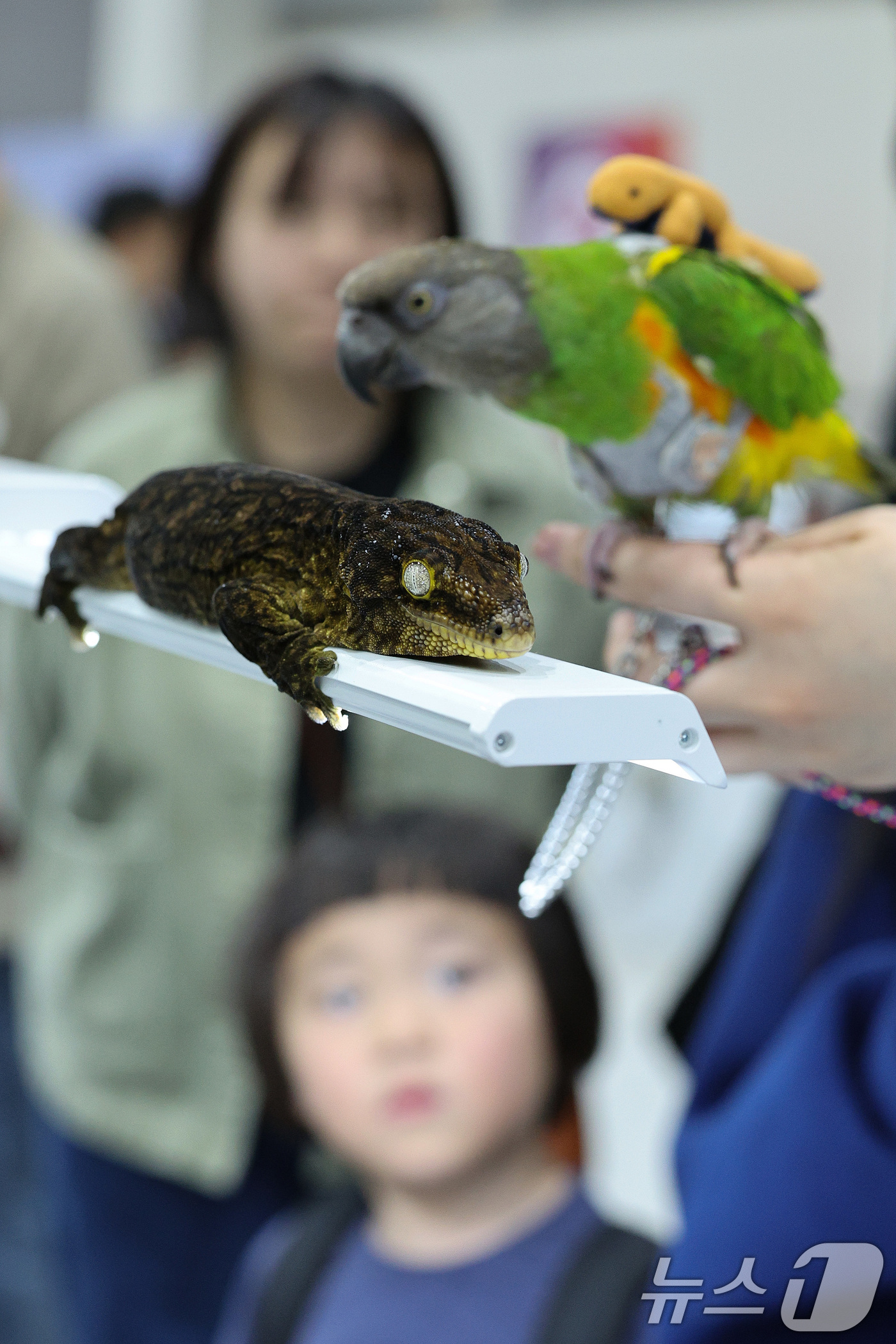 (서울=뉴스1) 신웅수 기자 = 27일 서울 서초구 aT센터에서 열린 파충류 박람회 'K렙타일페어'에서 관람객들이 이색 애완동물을 살펴보고 있다. 2025.4.27/뉴스1