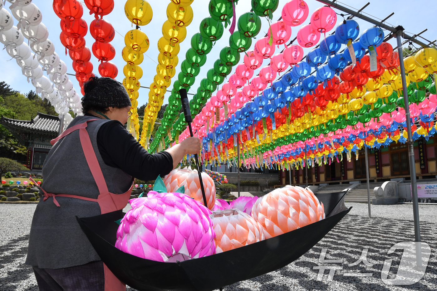 (포항=뉴스1) 최창호 기자 = 불기 2569년 부처님오신날(음력 4월8일)을 앞둔 27일 오후 포항 문수사 경내에 봉축 연등이 걸려있다. 2025.4.27/뉴스1