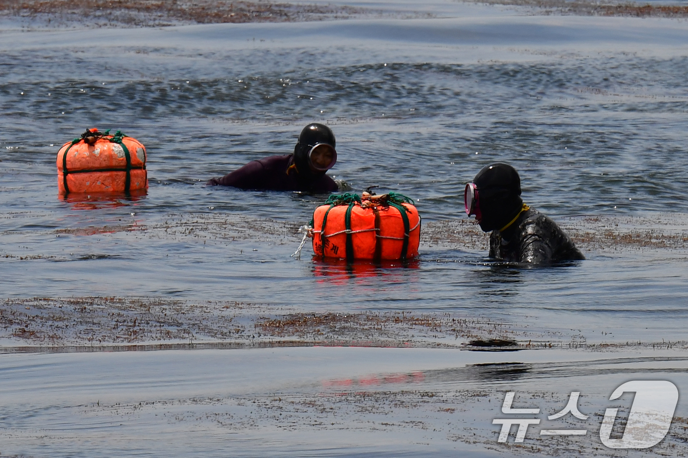 (포항=뉴스1) 최창호 기자 = 27일 경북 포항시 북구 환여동 앞 바다에서 해녀들이 자연산 미역을 채취하고 있다.  2025.4.27/뉴스1