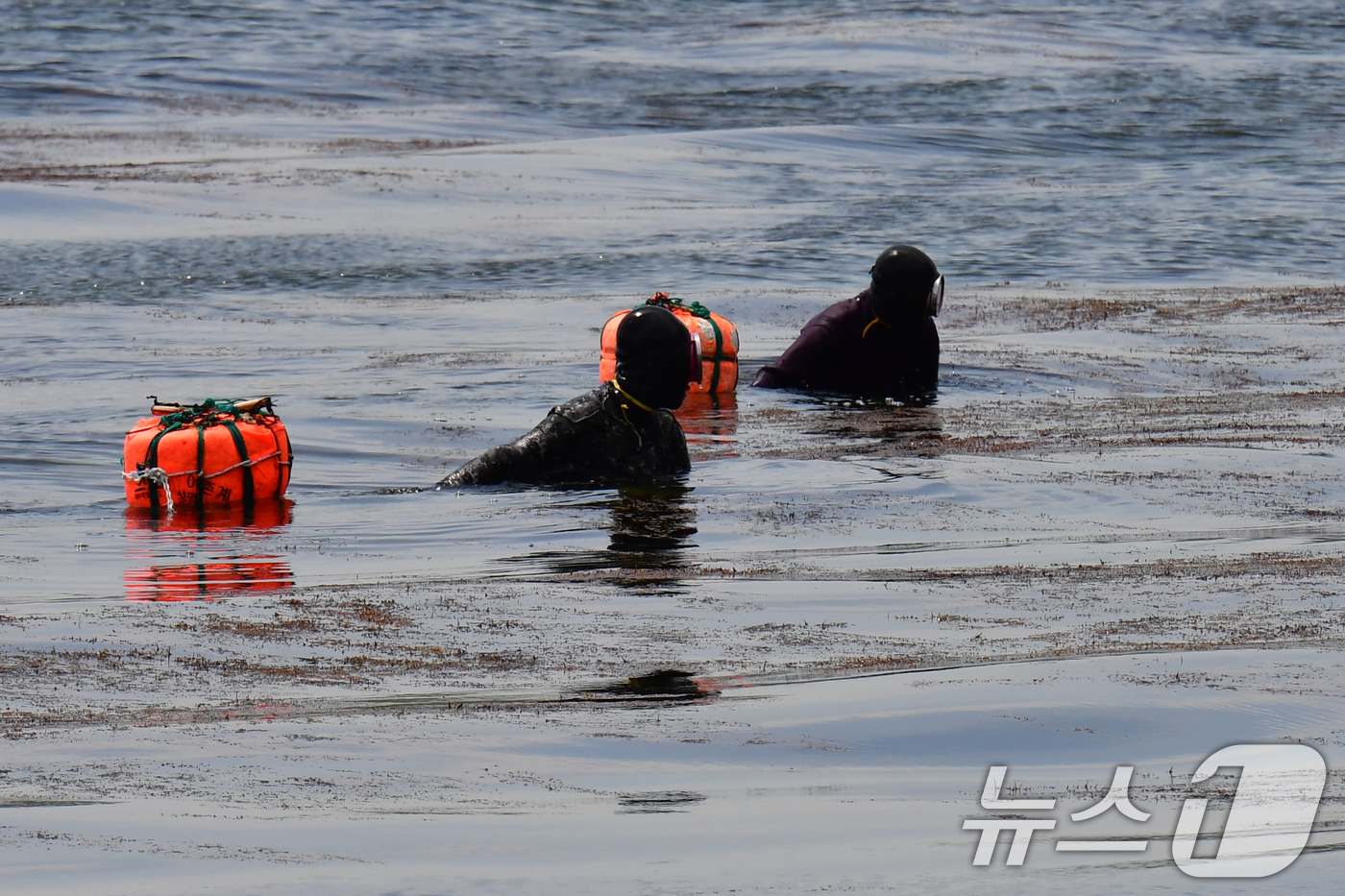 (포항=뉴스1) 최창호 기자 = 27일 경북 포항시 북구 환여동 앞 바다에서 해녀들이 자연산 미역을 채취하고 있다. 2025.4.27/뉴스1