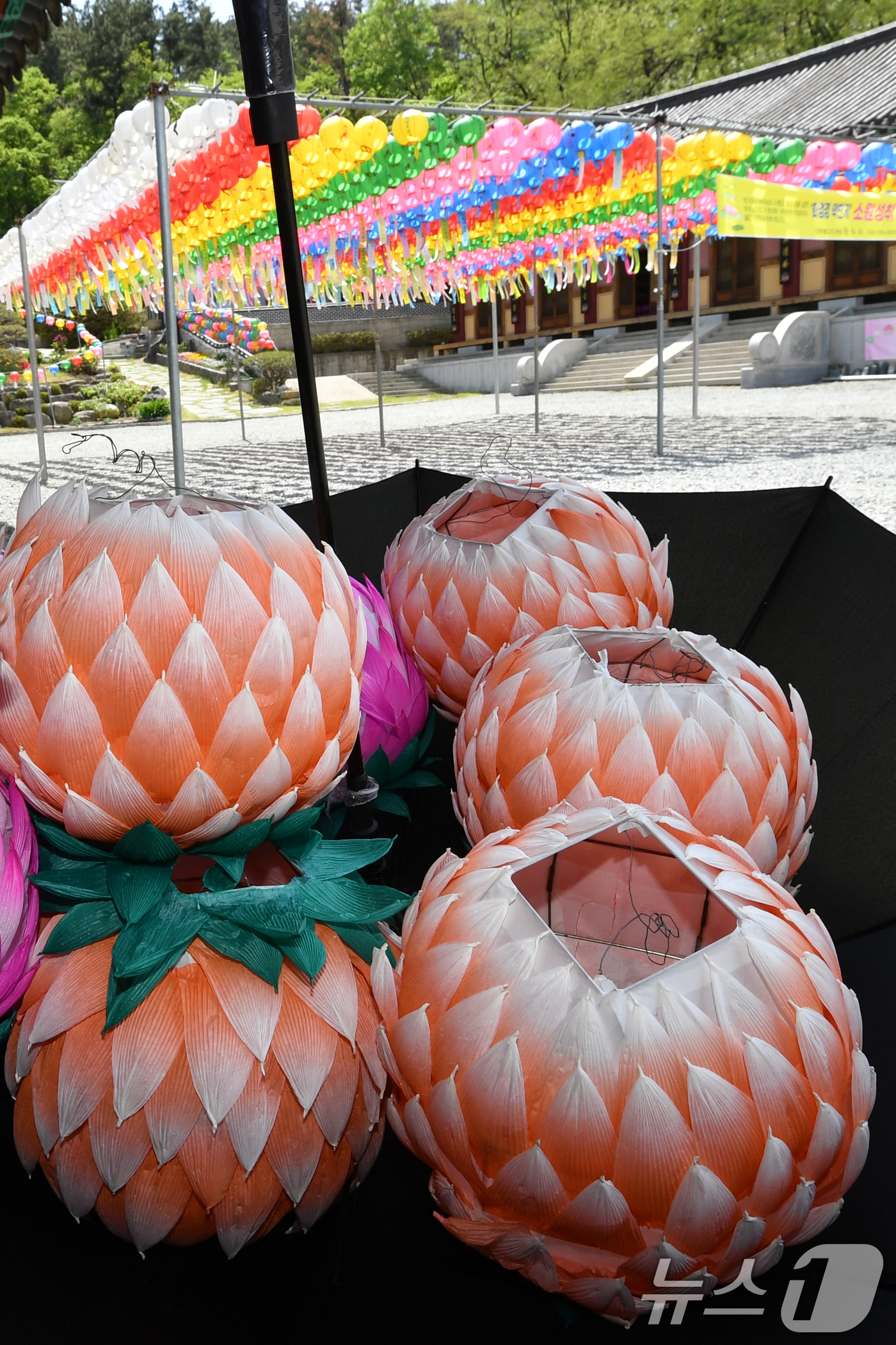 (포항=뉴스1) 최창호 기자 = 불기 2569년 부처님오신날(음력 4월8일)을 앞둔 27일 오후 포항 문수사 경내에서 사찰 관계자가 봉축 연등을 우산에 담아 옮기고 있다. 2025 …