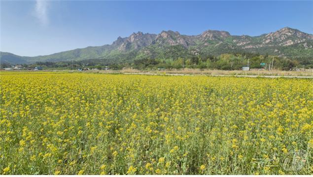 (영암=뉴스1) 이승현 기자 = 28일 전남 영암 월출산 국립공원 천황산지구에 유채꽃이 만개해 있다. (국립공원공단 제공. 재판매 및 DB 금지) 2025.4.28/뉴스1