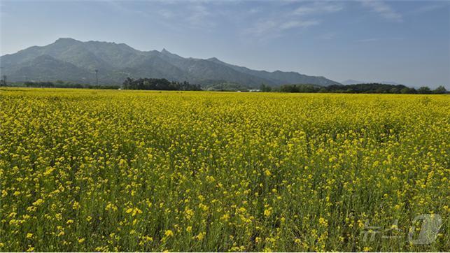 (영암=뉴스1) 이승현 기자 = 28일 전남 영암 월출산 국립공원 도갑지구에 유채꽃이 만개해 있다. (국립공원공단 제공. 재판매 및 DB 금지) 2025.4.28/뉴스1