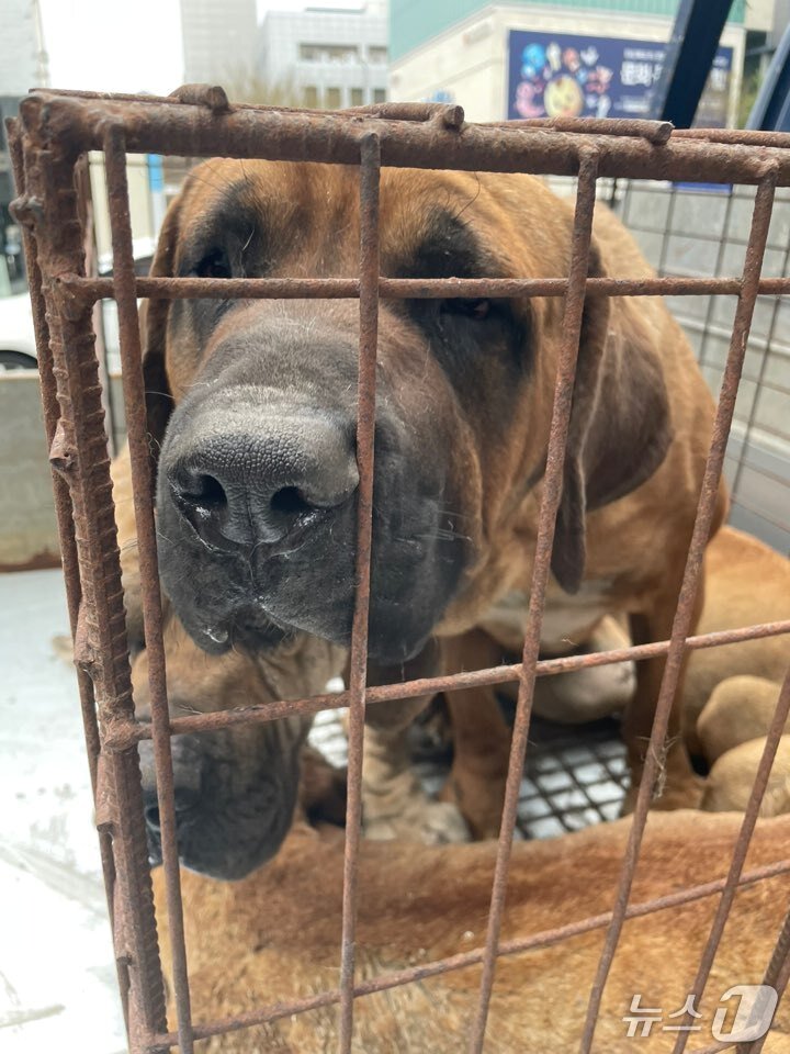 본문 이미지 - 산불에서 살아남았지만 식용으로 팔려갈 뻔했던 개들(휴메인 월드 포 애니멀즈 제공). ⓒ 뉴스1