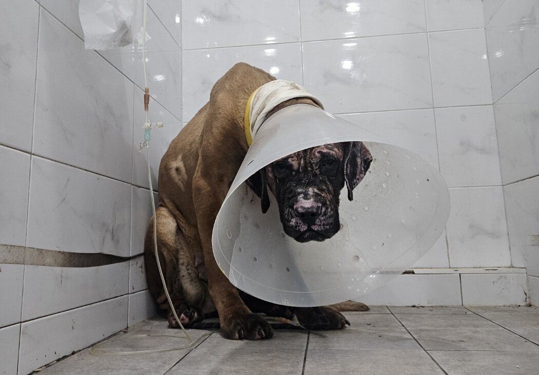 본문 이미지 - 현재 살아남은 개들은 신체적 치료뿐만 아니라 사람에 대한 신뢰를 다시 쌓는 데에도 많은 시간이 필요한 상태다(휴메인 월드 포 애니멀즈 제공). ⓒ 뉴스1