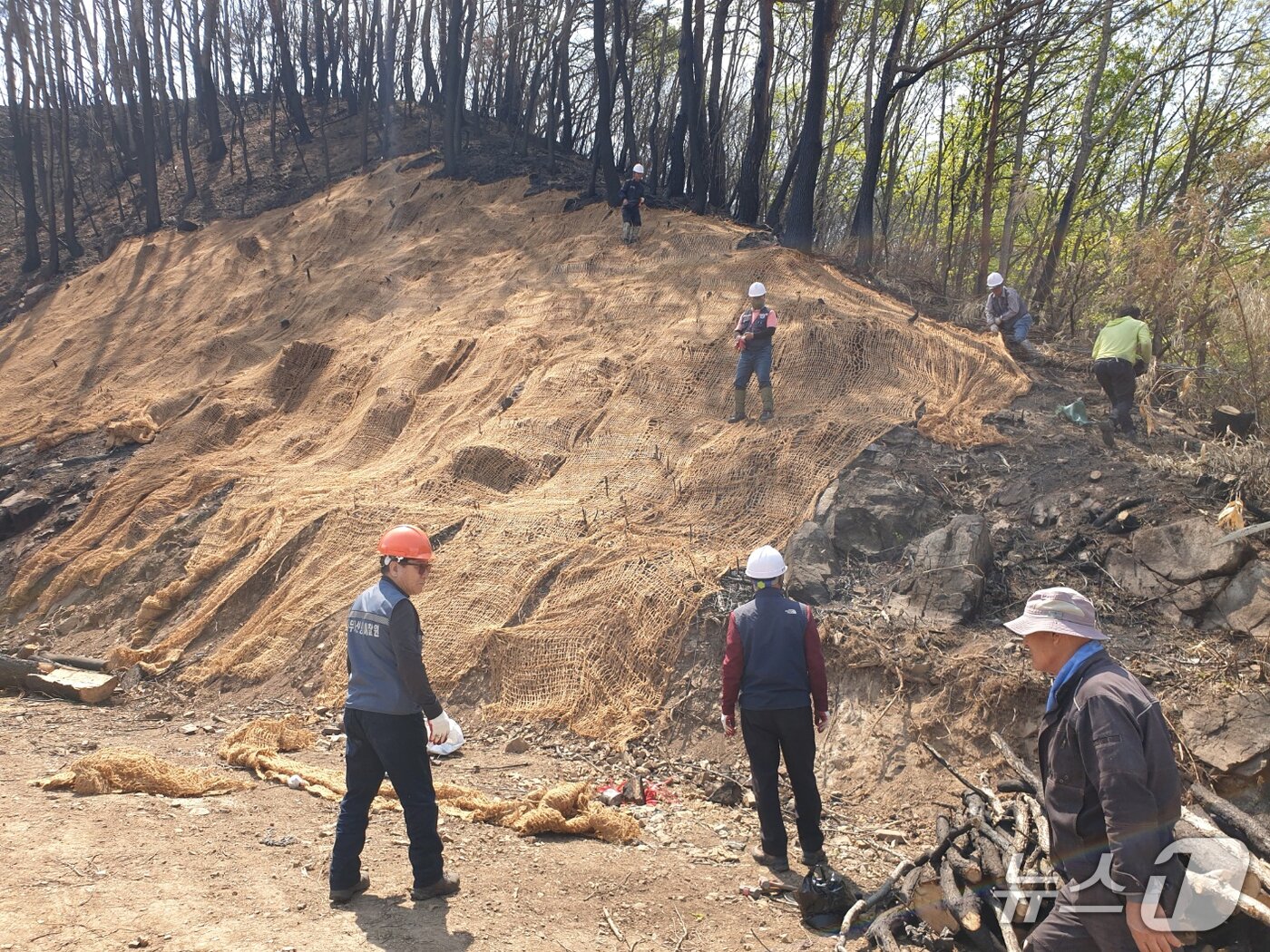 본문 이미지 - 경북 영덕군이 산불 2차 피해 예방을 위해 긴급 벌채 대응반을 꾸려 운영하고 있다. (영덕군 제공, 제판매 및 D 금지) 2025.4.29/뉴스1