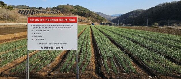 단양군 '마늘 명풍화' 본격 시동…우량종 생산 조례 제정