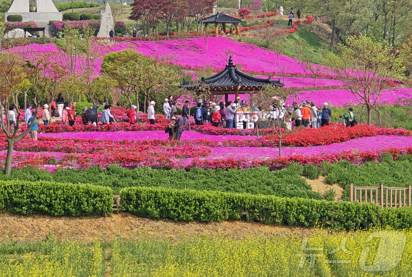 (임실=뉴스1) 김동규 기자 = 29일 전북자치도 임실군 옥정호 붕어섬 요산공원에 꽃잔디와 철쭉이 활짝펴 아름다움을 연출하고 있다. 봄꽃을 보기 위해 상춘객들이 이곳을 찾고 있다. …