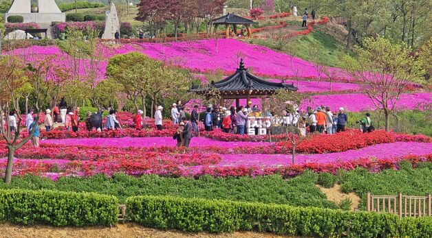 철쭉 활짝 핀 옥정호 요산공원