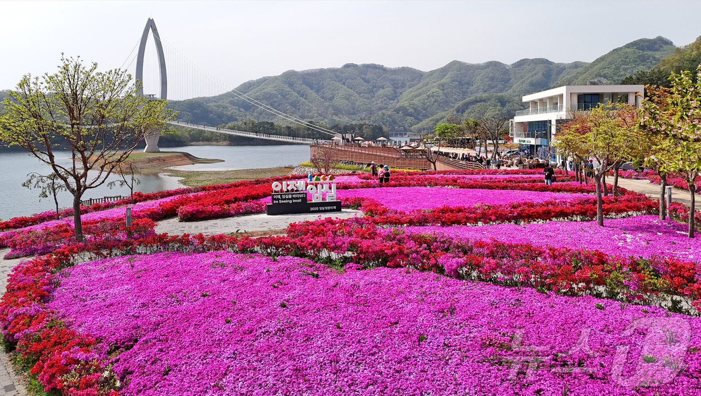 (임실=뉴스1) 김동규 기자 = 29일 전북자치도 임실군 옥정호 붕어섬 요산공원이 붉게 물들었다. 출렁다리를 지나면 봄꽃들이 상춘객을 맞는다.(임실군제공. 재판매 및 DB금지)20 …