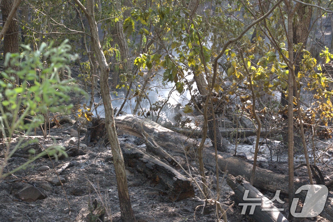 (대구=뉴스1) 신성훈 기자 = 대구 북구 함지산 산불 이틀째인 29일 불길이 잡힌 숲에 연기가 피어 오르고 있다. 2025.4.29/뉴스1