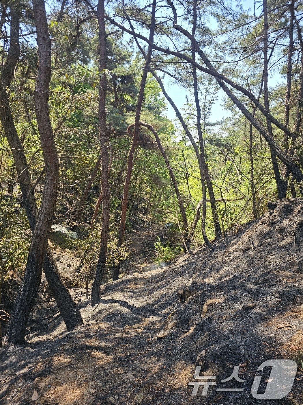 (대구=뉴스1) 신성훈 기자 = 대구 북구 함지산 산불 이틀째인 29일 불길이 잡힌 숲이 검게 타 있다. 2025.4.29/뉴스1