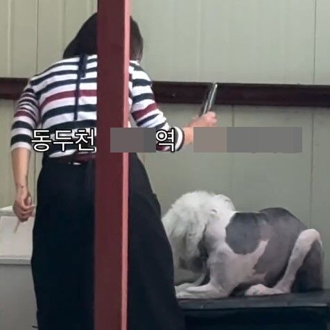 "목 짓누르고 하루 종일 패더라"…동두천 길거리 강아지 학대 논란[영상]