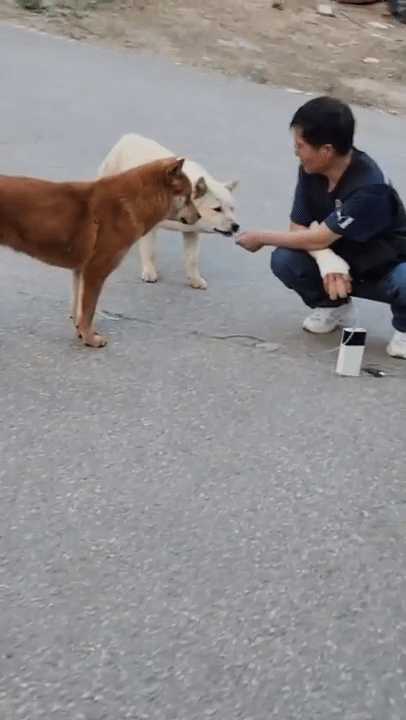 본문 이미지 - 남양주 재개발 지역에 방치된 개들(동물구조119 제공) ⓒ 뉴스1