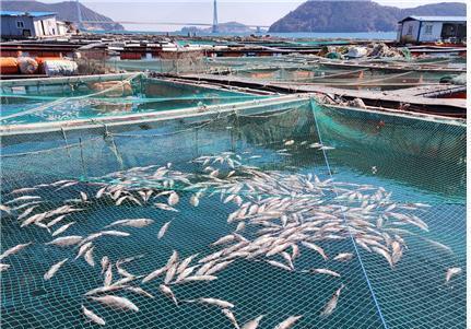 겨울철 저수온 양식수산물 피해 최소화 총력