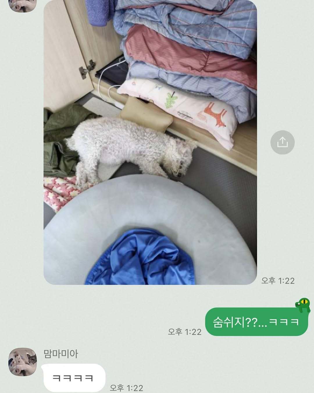 본문 이미지 - 매일 직장에서 점심시간을 반납하고 집에 와 보뇨를 살피는 선아 씨의 어머니와 주고 받은 문자 &#40;엄선아 제공&#41; ⓒ 뉴스1