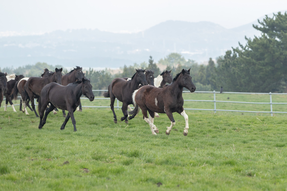 평창군, 대관령 사파리목장서 학생 승마체험 지원