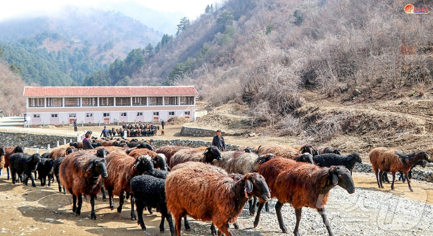 (평양 노동신문=뉴스1) = 북한 노동당 기관지 노동신문은 창성군에서 우량 품종 개발에 집중한 결과 양 마리 수가 증가했다며 축산업의 중요성을 강조했다. [국내에서만 사용가능. 재 …