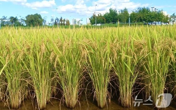 충주시, 2028년까지 '중원진미' 재배면적 1000㏊로 확대