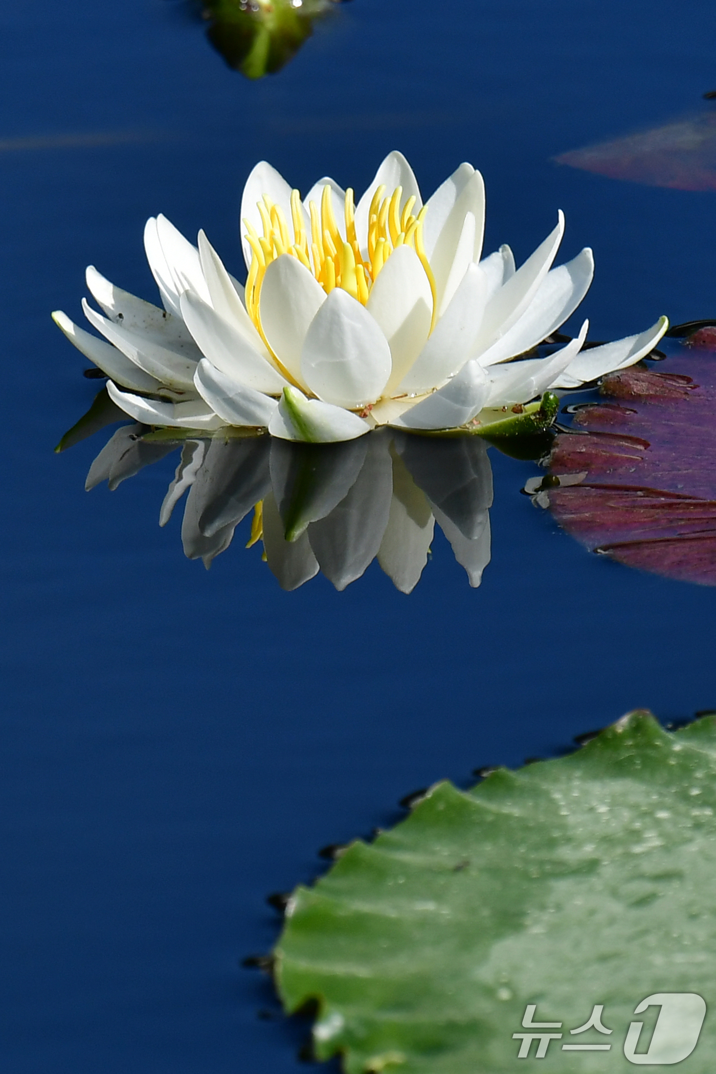 (포항=뉴스1) 최창호 기자 = 4월 마지막 날인 30일 오전 포스텍(포항공대) 내 작은 연못에서 수련이 꽃망울을 활짝 터뜨리고 있다. 2025.4.30/뉴스1