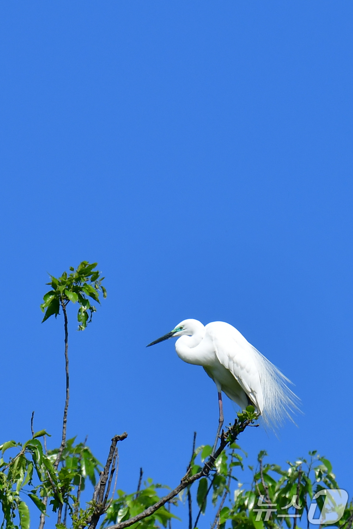 (포항=뉴스1) 최창호 기자 = 30일 오전 경북 포항시 남구 지곡동 야산에서 번식을 앞둔 백로가 둥지 주변을 살피고 있다.백로와 왜가리는 번식철이 되면 좋은 자리에 둥지를 짓지 …