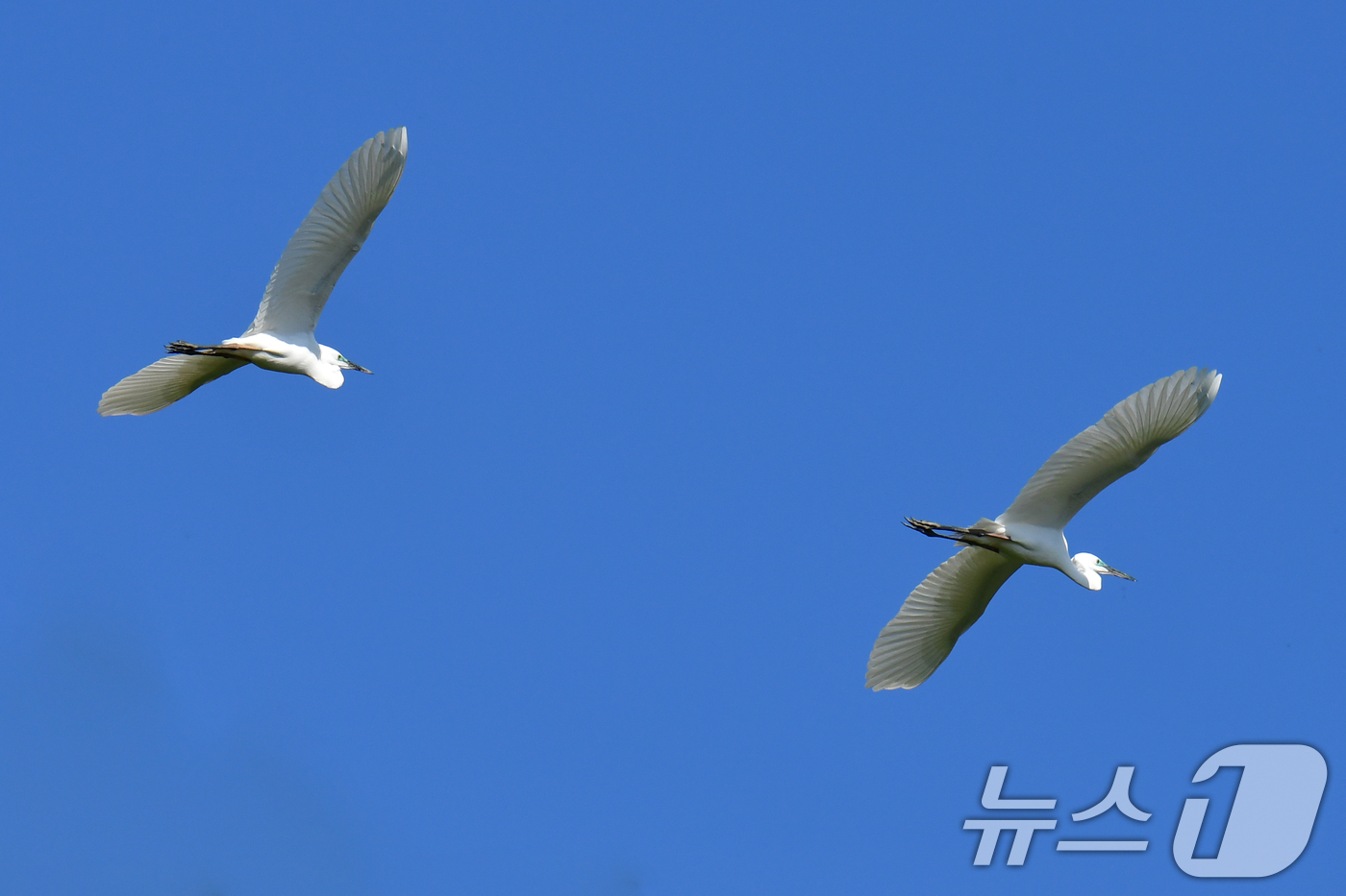 (포항=뉴스1) 최창호 기자 = 30일 오전 경북 포항시 남구 지곡동 야산에서 번식을 앞둔 백로들이 날아가고 있다.백로와 왜가리는 번식철이 되면 좋은 자리에 둥지를 짓지 위해 자리 …