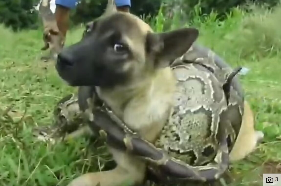 본문 이미지 - 구조 장면 연출을 위해 강아지를 위험에 빠트린 영상&#40;사진 아시아포애니멀스&#41; ⓒ 뉴스1