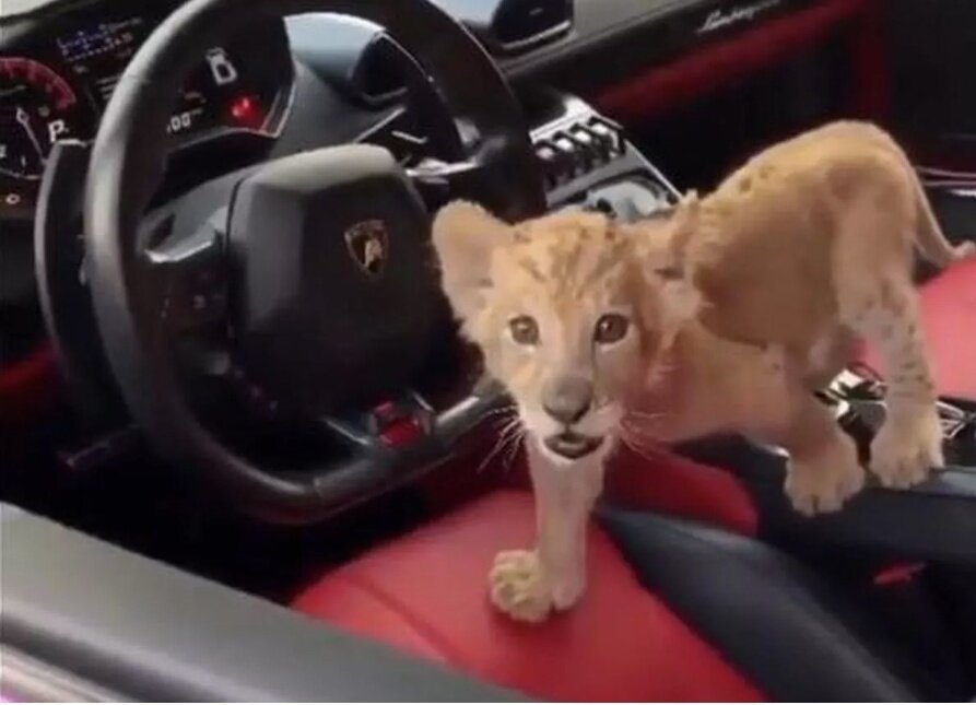 본문 이미지 - 아시아포애니멀스는 야생동물을 애완동물로 키우는 것을 &#39;모호하고 의도치 않은 동물학대&#39;로 규정하고 있다&#40;사진 아시아포애니멀스&#41;. ⓒ 뉴스1