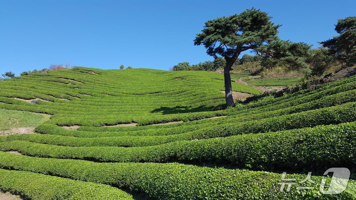 본문 이미지 - 화개동 야생차밭.(하동군 제공. 재판매 및 DB금지.)