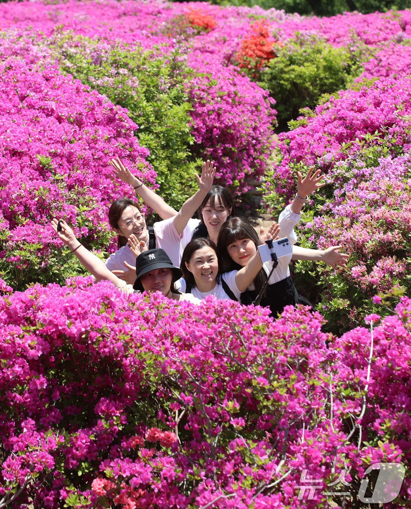 (부산=뉴스1) 윤일지 기자 = 완연한 봄 날씨를 보인 30일 부산 부산진구 백양산 정상 애진봉 철쭉동산을 찾은 등산객들이 만개한 철쭉을 배경으로 사진을 찍고 있다.부산진구는 19 …