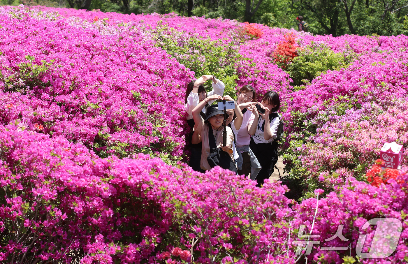 (부산=뉴스1) 윤일지 기자 = 완연한 봄 날씨를 보인 30일 부산 부산진구 백양산 정상 애진봉 철쭉동산을 찾은 등산객들이 만개한 철쭉을 배경으로 사진을 찍고 있다.부산진구는 19 …
