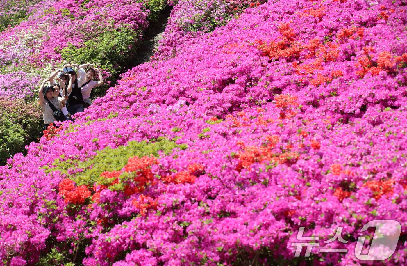 (부산=뉴스1) 윤일지 기자 = 완연한 봄 날씨를 보인 30일 부산 부산진구 백양산 정상 애진봉 철쭉동산을 찾은 등산객들이 만개한 철쭉을 배경으로 사진을 찍고 있다.부산진구는 19 …