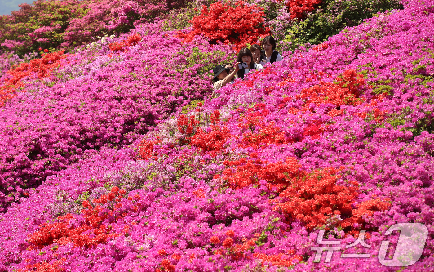 (부산=뉴스1) 윤일지 기자 = 완연한 봄 날씨를 보인 30일 부산 부산진구 백양산 정상 애진봉 철쭉동산을 찾은 등산객들이 만개한 철쭉을 배경으로 사진을 찍고 있다.부산진구는 19 …