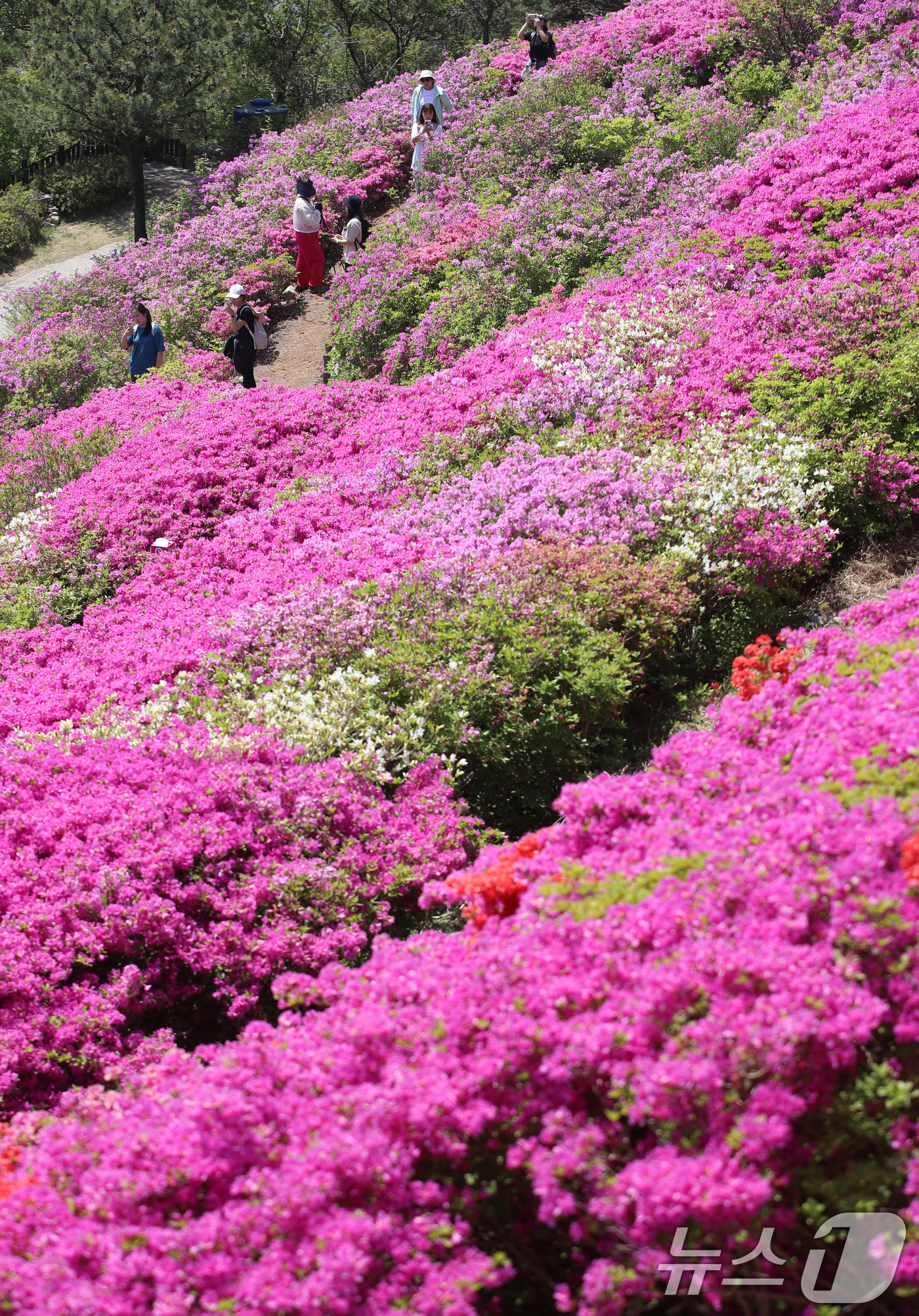 (부산=뉴스1) 윤일지 기자 = 완연한 봄 날씨를 보인 30일 부산 부산진구 백양산 정상 애진봉 철쭉동산을 찾은 등산객들이 만개한 철쭉을 배경으로 사진을 찍고 있다.부산진구는 19 …