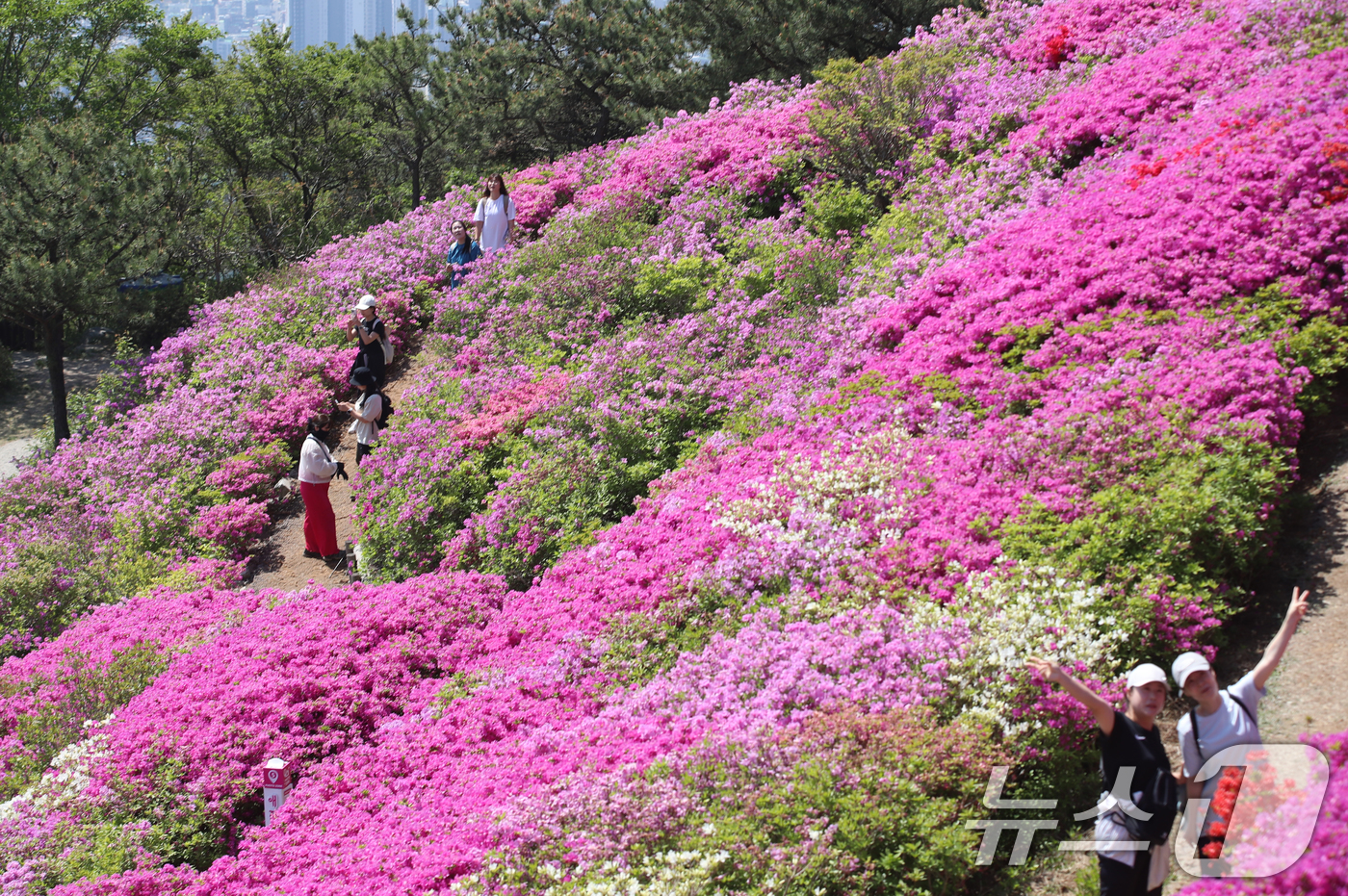 (부산=뉴스1) 윤일지 기자 = 완연한 봄 날씨를 보인 30일 부산 부산진구 백양산 정상 애진봉 철쭉동산을 찾은 등산객들이 만개한 철쭉을 배경으로 사진을 찍고 있다.부산진구는 19 …
