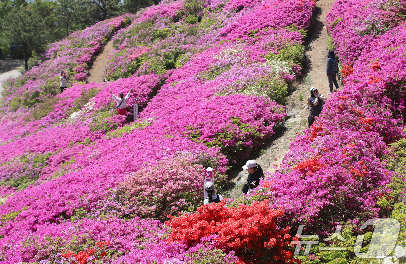 (부산=뉴스1) 윤일지 기자 = 완연한 봄 날씨를 보인 30일 부산 부산진구 백양산 정상 애진봉 철쭉동산을 찾은 등산객들이 만개한 철쭉을 배경으로 사진을 찍고 있다.부산진구는 19 …