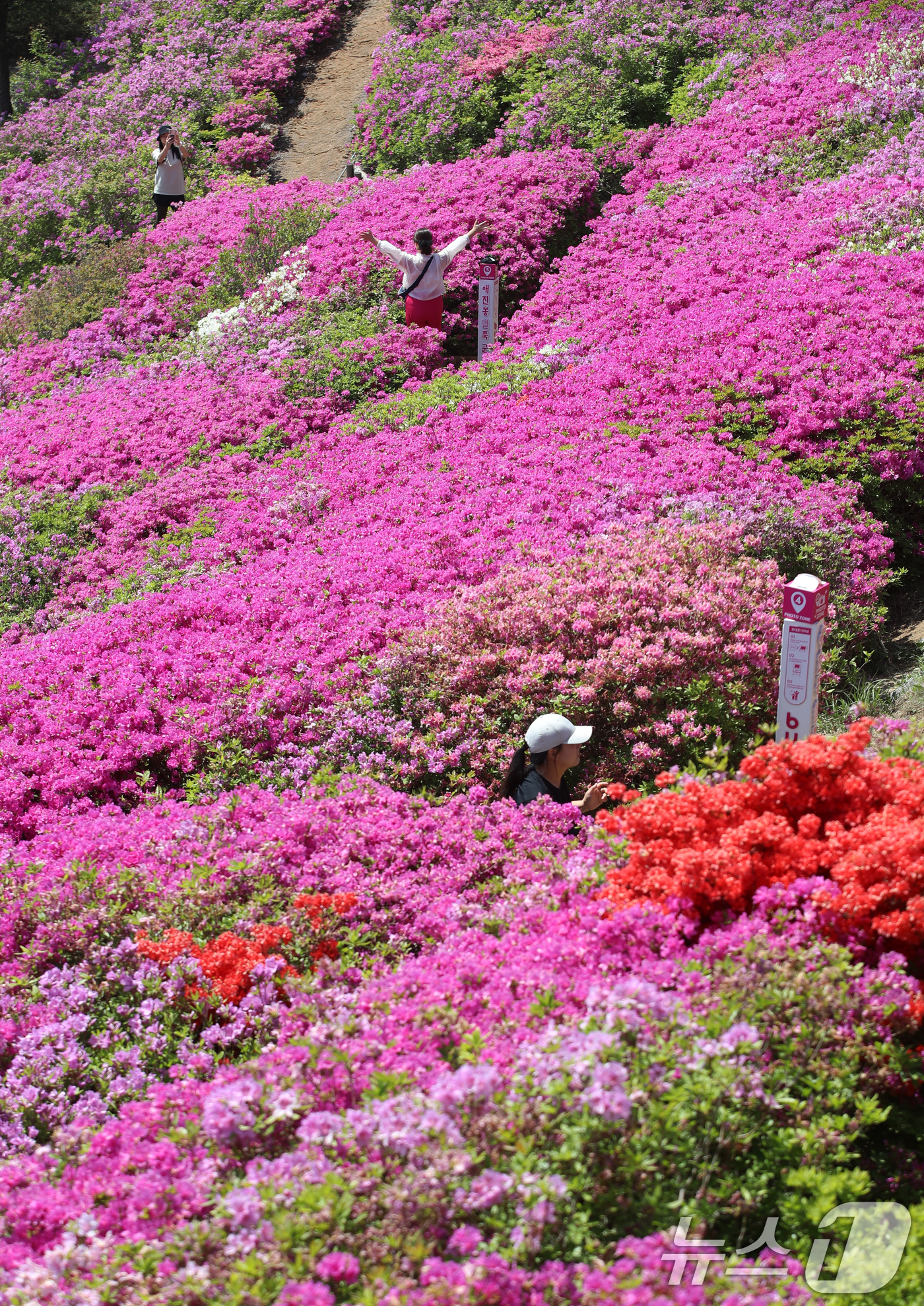 (부산=뉴스1) 윤일지 기자 = 완연한 봄 날씨를 보인 30일 부산 부산진구 백양산 정상 애진봉 철쭉동산을 찾은 등산객들이 만개한 철쭉을 배경으로 사진을 찍고 있다.부산진구는 19 …