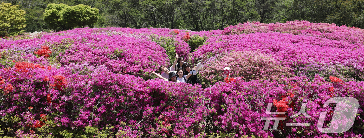 (부산=뉴스1) 윤일지 기자 = 완연한 봄 날씨를 보인 30일 부산 부산진구 백양산 정상 애진봉 철쭉동산을 찾은 등산객들이 만개한 철쭉을 배경으로 사진을 찍고 있다.부산진구는 19 …