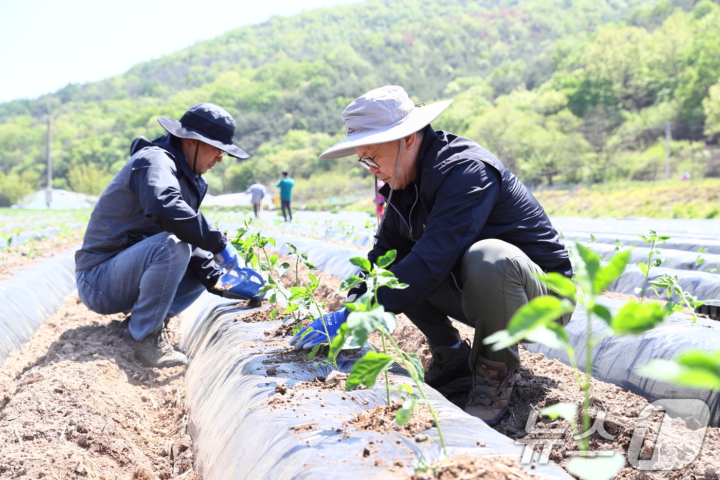(서울=뉴스1) 이연주 기자 = 농촌진흥청 국립원예특작과학원 김명수 원장과 직원들이 30일 경북 안동시 일직면 산불 피해 지역을 찾아 고추 두둑 만들기 등 농경지 복구를 위한 일손 …