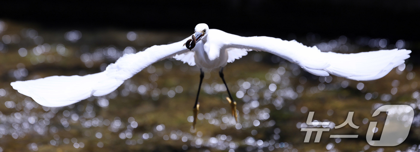 (서울=뉴스1) 박지혜 기자 = 백로가 30일 오후 서울 청계천에서 물고기를 낚아채 하늘을 날고 있다. 2025.4.30/뉴스1