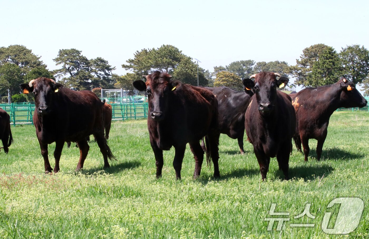 본문 이미지 - 국가지정 천연기념물인 제주흑우가 30일 오후 제주마 방목지에 처음으로 방목되고 있다. 제주도 축산생명연구원은 이날부터 9월 말까지 이곳에서 흑우를 시범 방목한다. 2025.4.30/뉴스1 ⓒ News1 오현지 기자