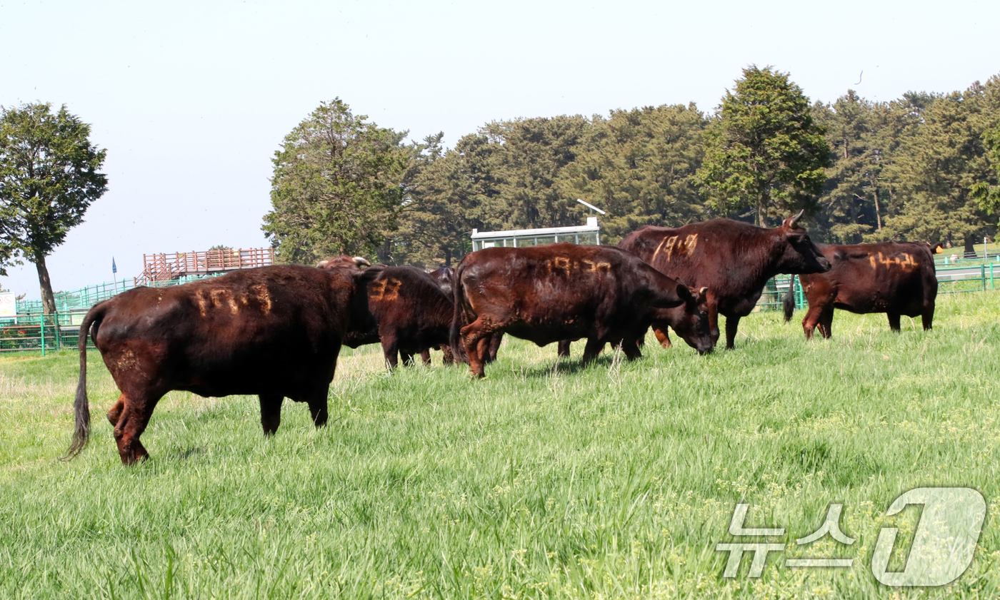 (제주=뉴스1) 오현지 기자 = 국가지정 천연기념물인 제주흑우가 30일 오후 제주마 방목지에 처음으로 방목되고 있다.제주도 축산생명연구원은 이날부터 9월 말까지 이곳에서 흑우를 시 …