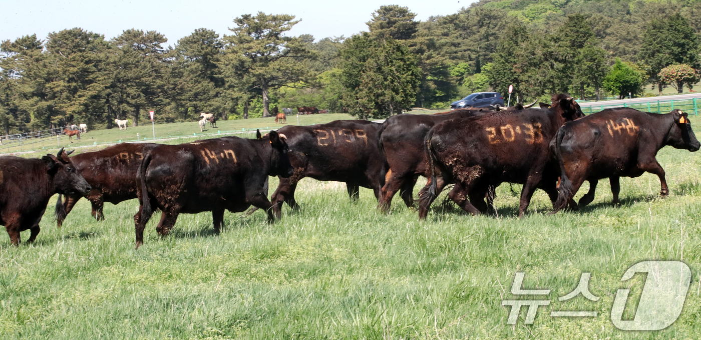 (제주=뉴스1) 오현지 기자 = 30일 오후 제주마 방목지에 처음으로 방목된 국가지정 천연기념물 제주흑우 뒤로 또다른 천연기념물인 제주마가 보이고 있다.제주도 축산생명연구원은 이날 …