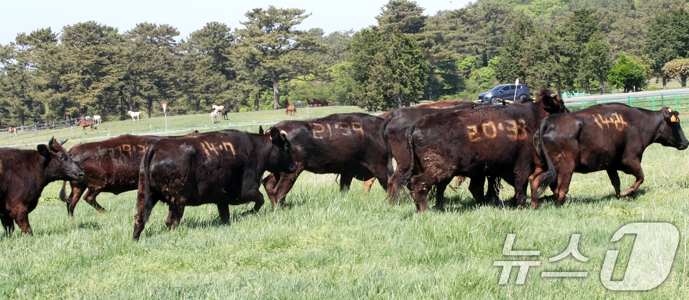 (제주=뉴스1) 오현지 기자 = 30일 오후 제주마 방목지에 처음으로 방목된 국가지정 천연기념물 제주흑우 뒤로 또다른 천연기념물인 제주마가 보이고 있다.제주도 축산생명연구원은 이날 …