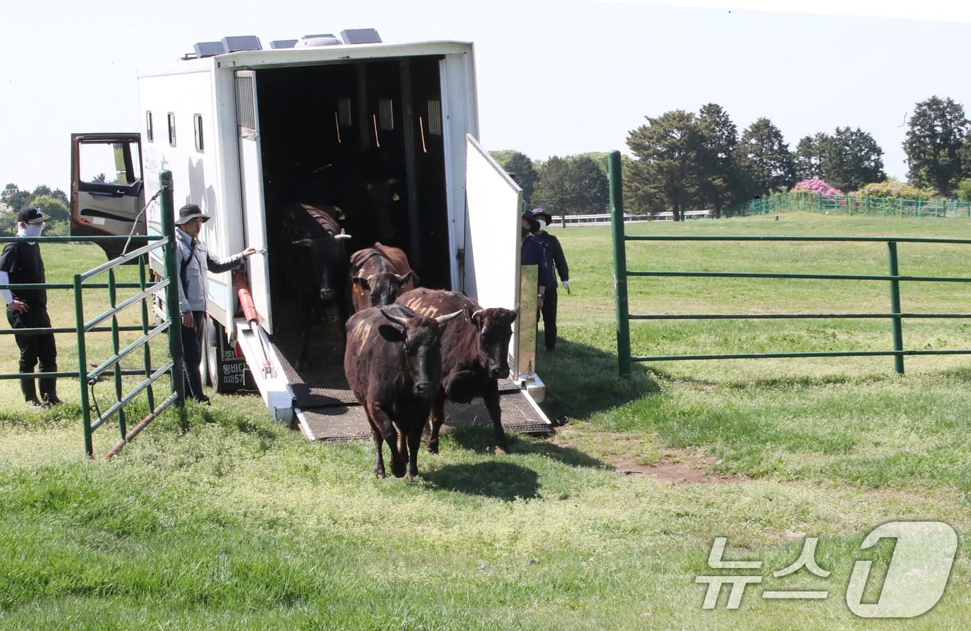 (제주=뉴스1) 오현지 기자 = 국가지정 천연기념물인 제주흑우가 30일 오후 제주마 방목지에 처음으로 방목되고 있다.제주도 축산생명연구원은 이날부터 9월 말까지 이곳에서 흑우를 시 …