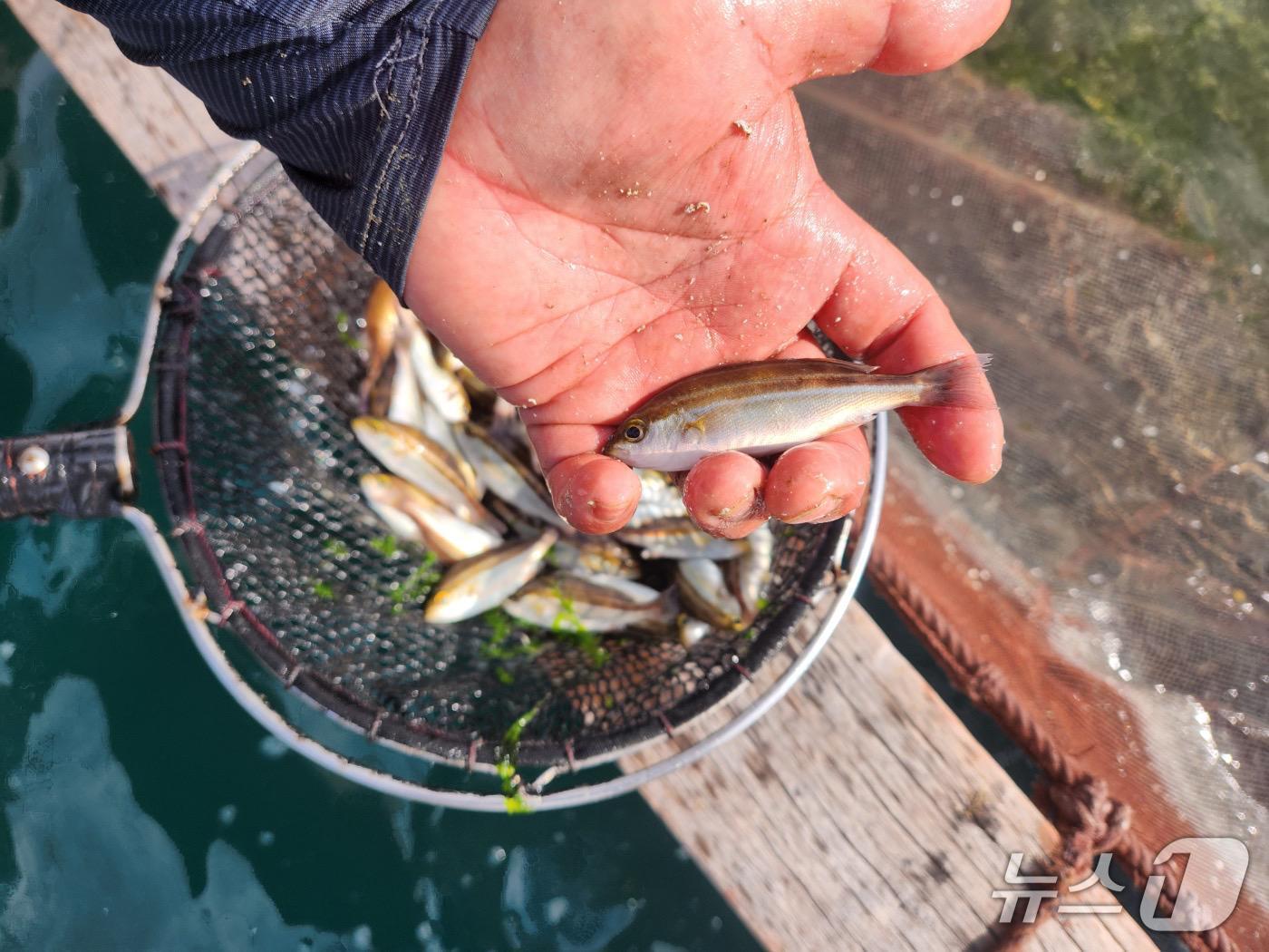 본문 이미지 - 벤자리 치어.&#40;경남도 제공. 재판매 및 DB금지.&#41;