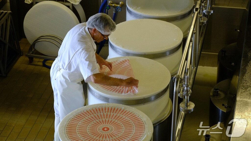 본문 이미지 - 에멘탈 치즈가 만들어지는 과정(스위스정부관광청 제공)